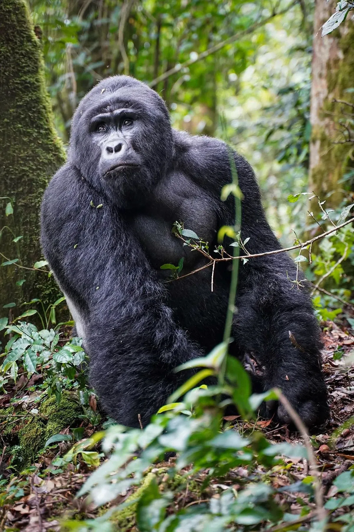 Gorilla trekking end of November